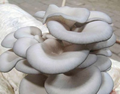 平菇是否适合宝宝食用-安全技术质量