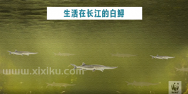 白鲟灭绝，要花更大力气保护长江鱼类